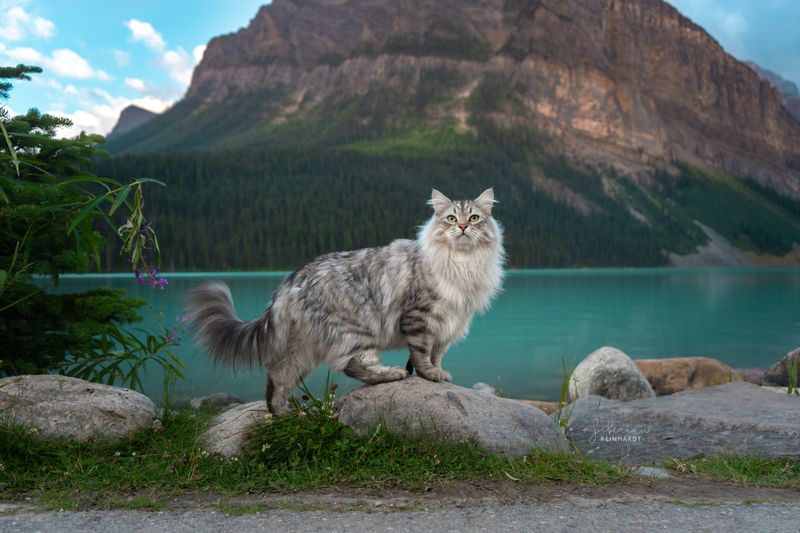Siberian
