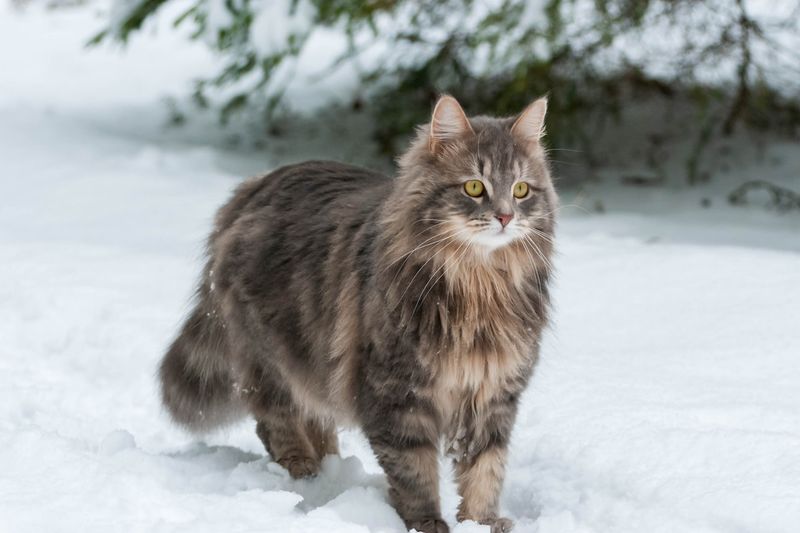 Siberian