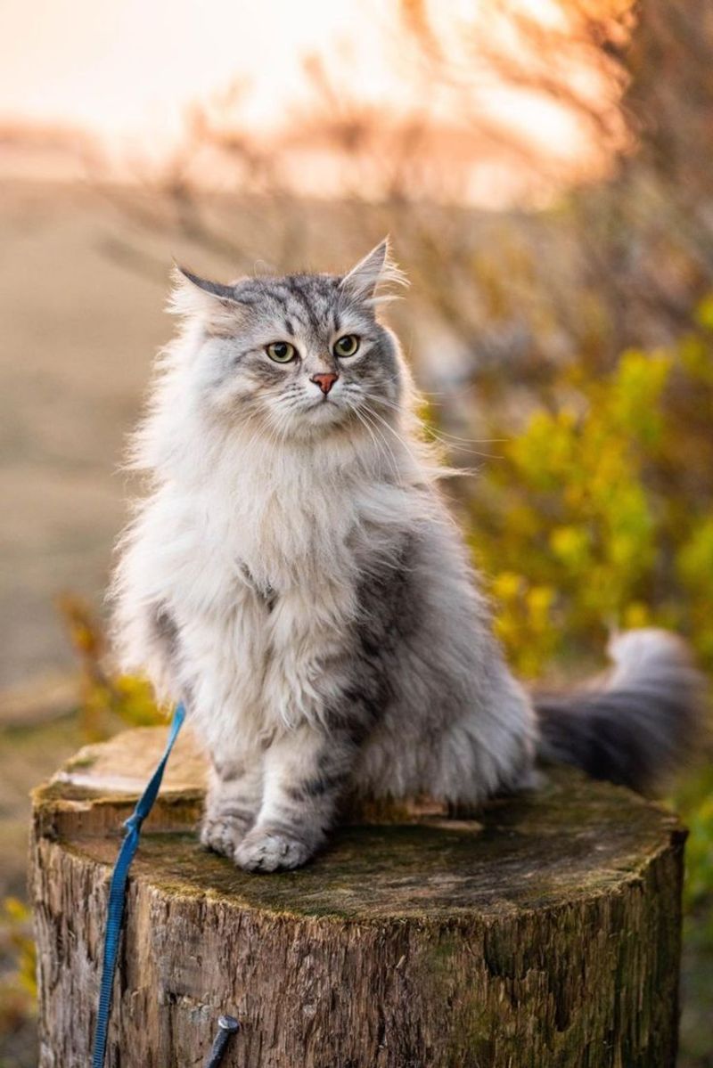 Siberian Cat