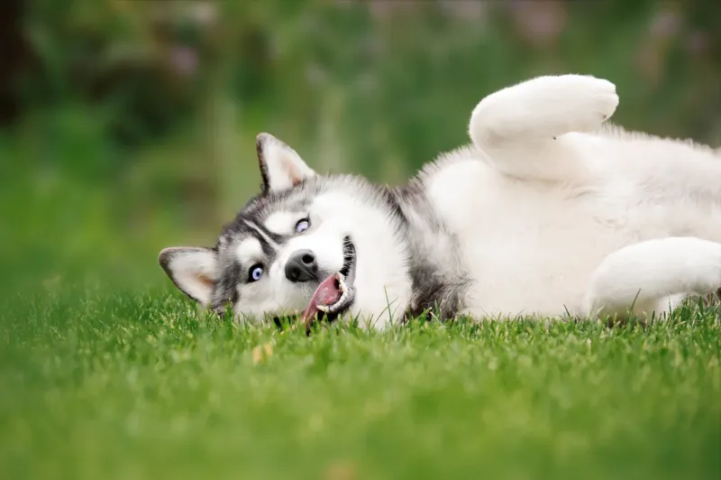 Siberian Huskies