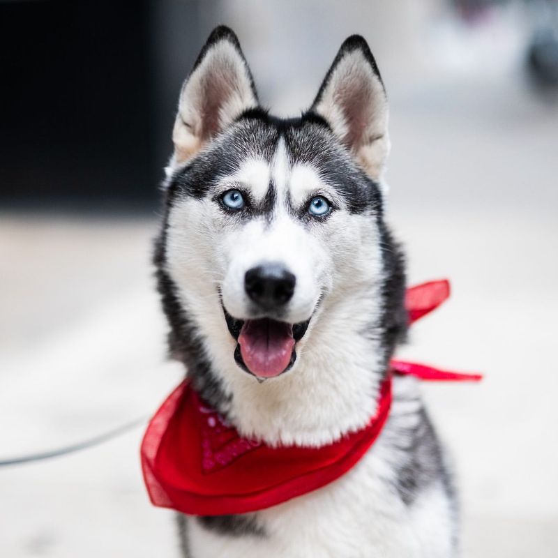 Siberian Husky