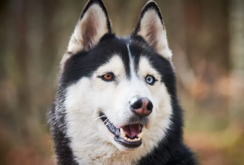 Siberian Husky