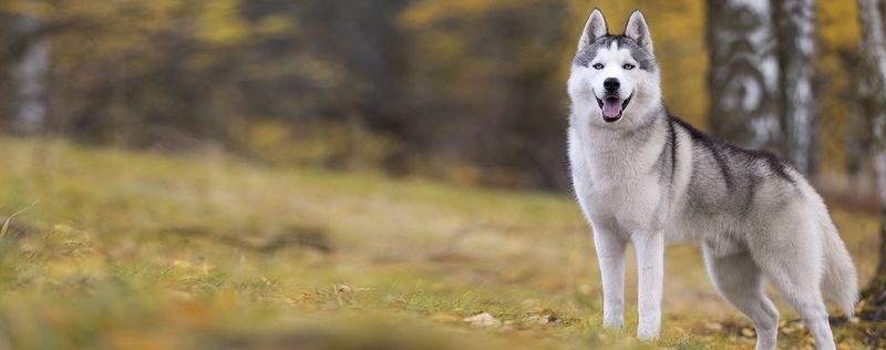 Siberian Husky