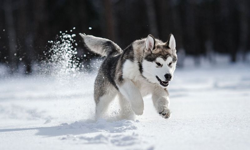 Siberian Husky