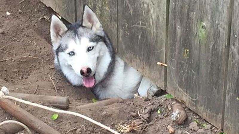 Siberian Husky