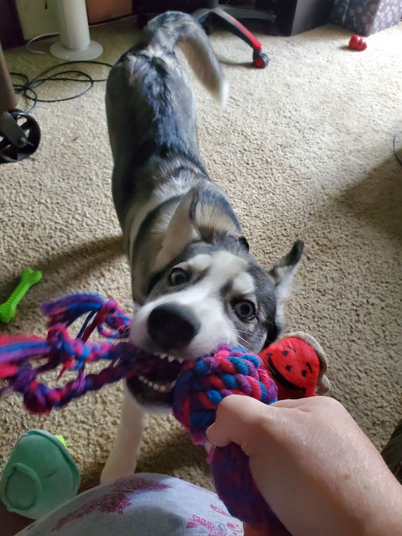 Siberian Husky