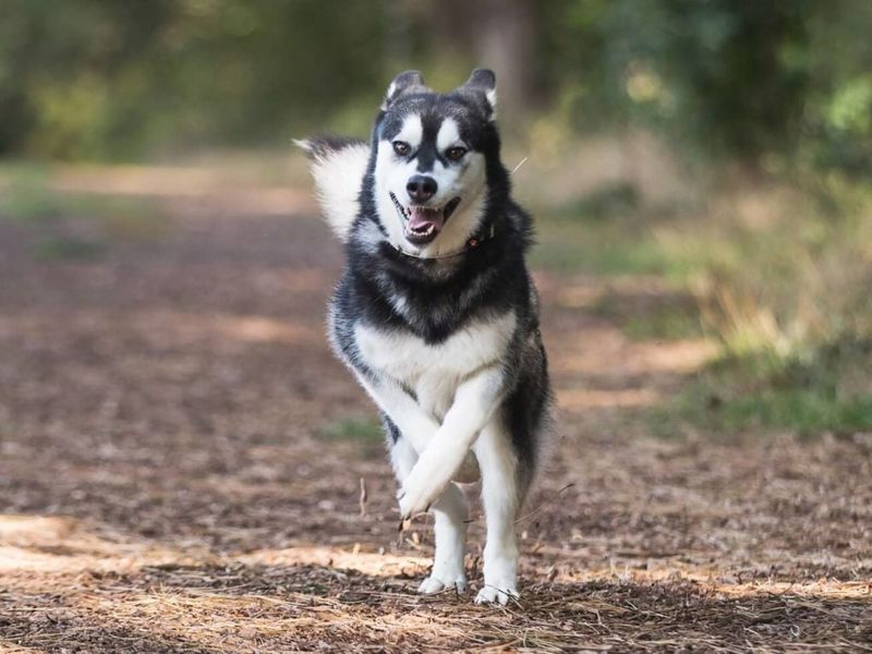 Siberian Husky