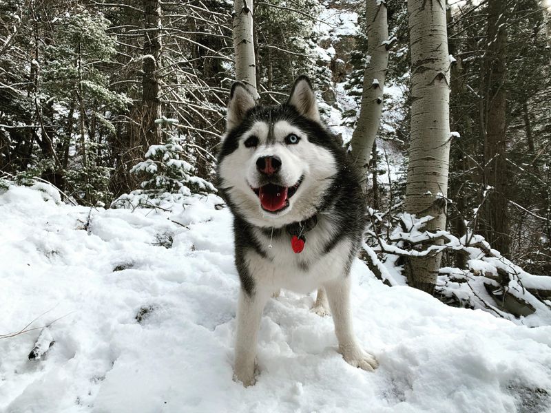 Siberian Husky