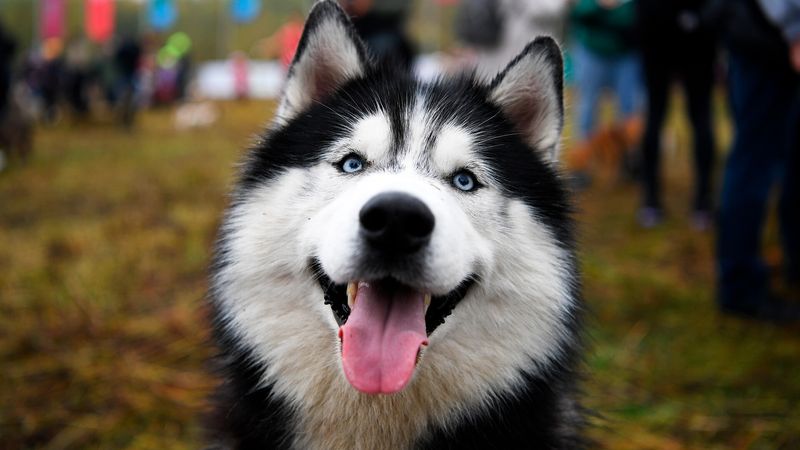 Siberian Husky