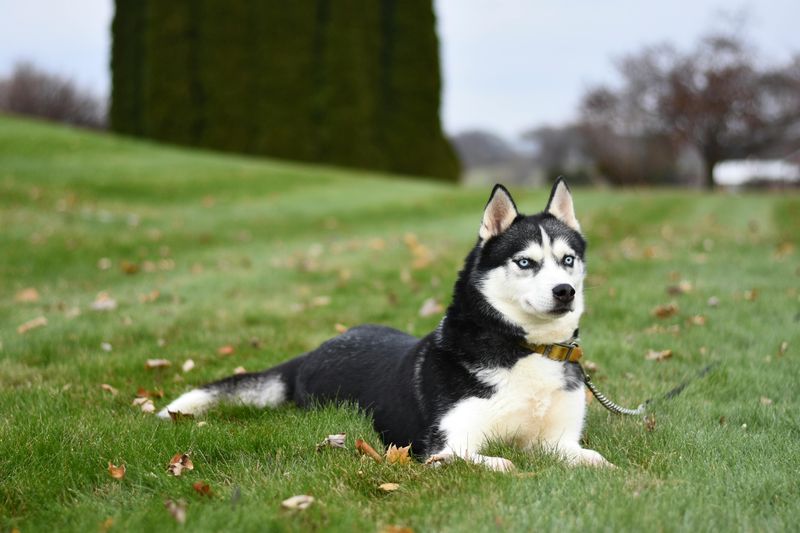 Siberian Husky