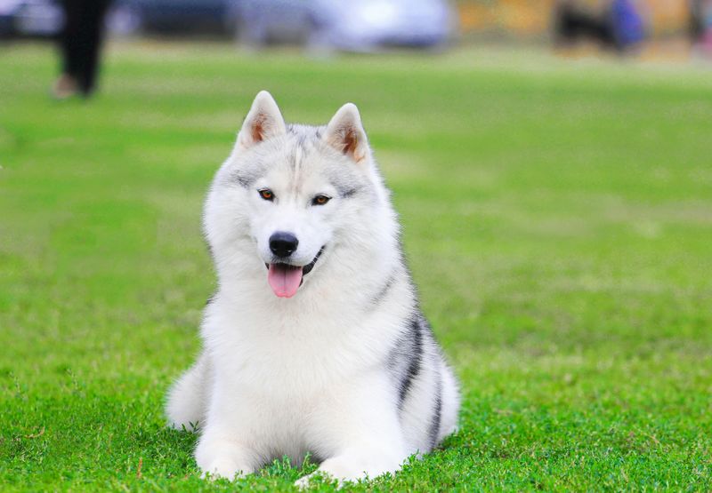 Siberian Husky