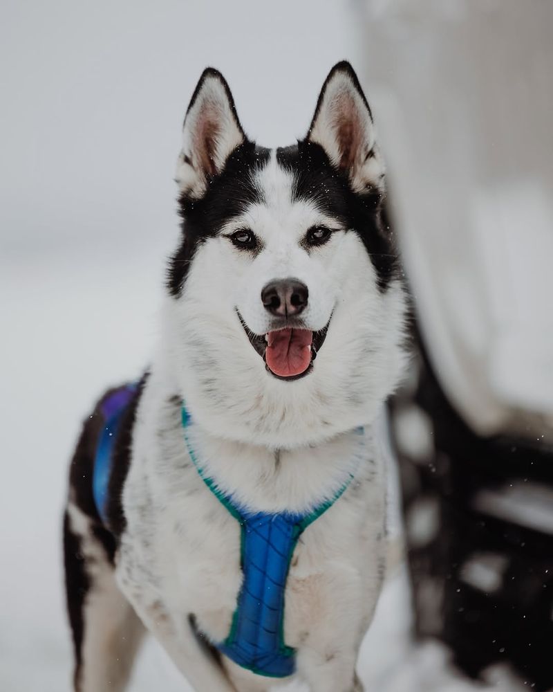 Siberian Husky