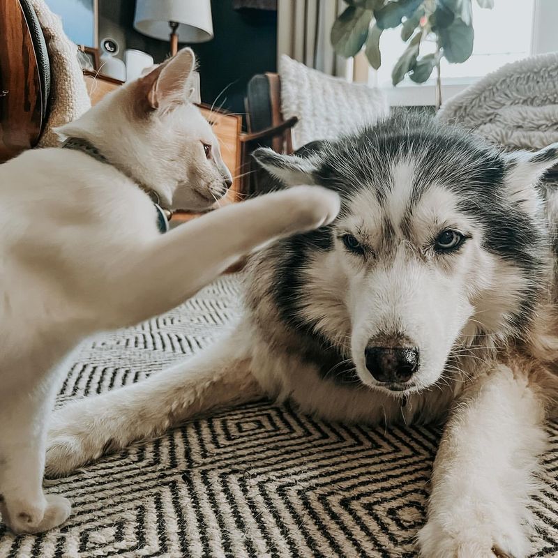 Siberian Husky