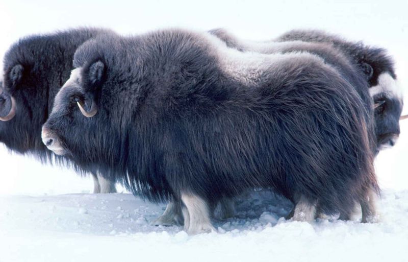 Siberian Musk Ox