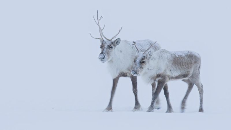 Siberian Reindeer