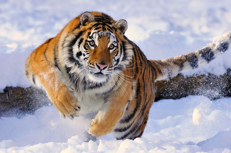 Siberian Tiger