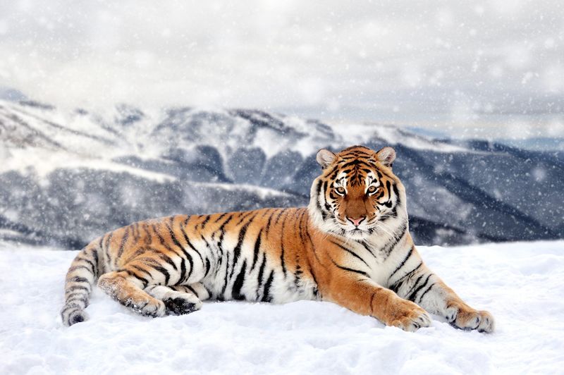 Siberian Tiger