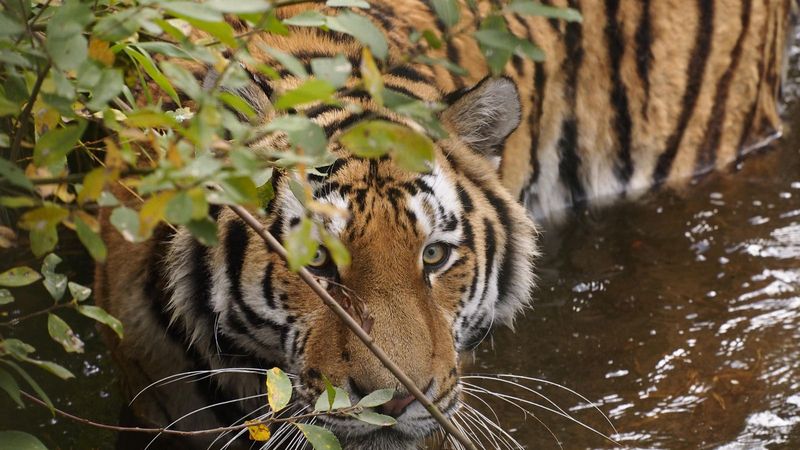 Siberian Tiger
