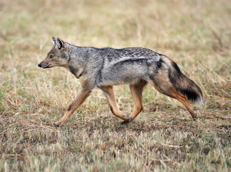 Side-striped Jackal