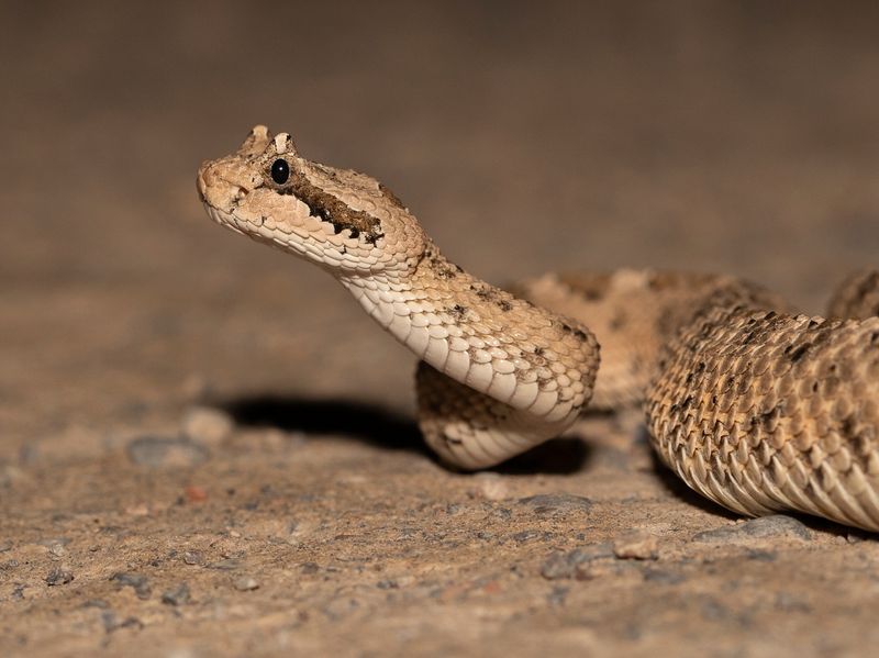 Sidewinder Rattlesnake