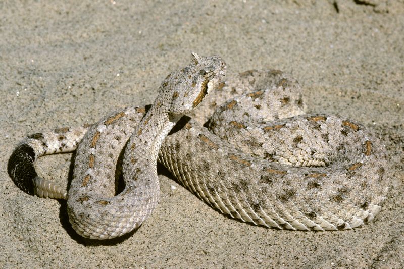 Sidewinder Rattlesnake