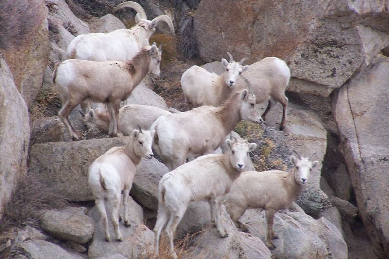 Sierra Nevada Bighorn Sheep