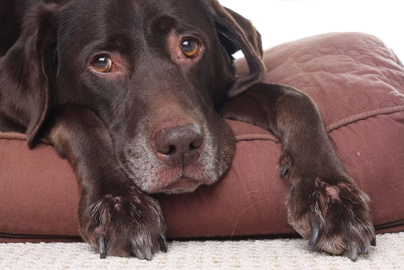 Signs of Illness in Dogs