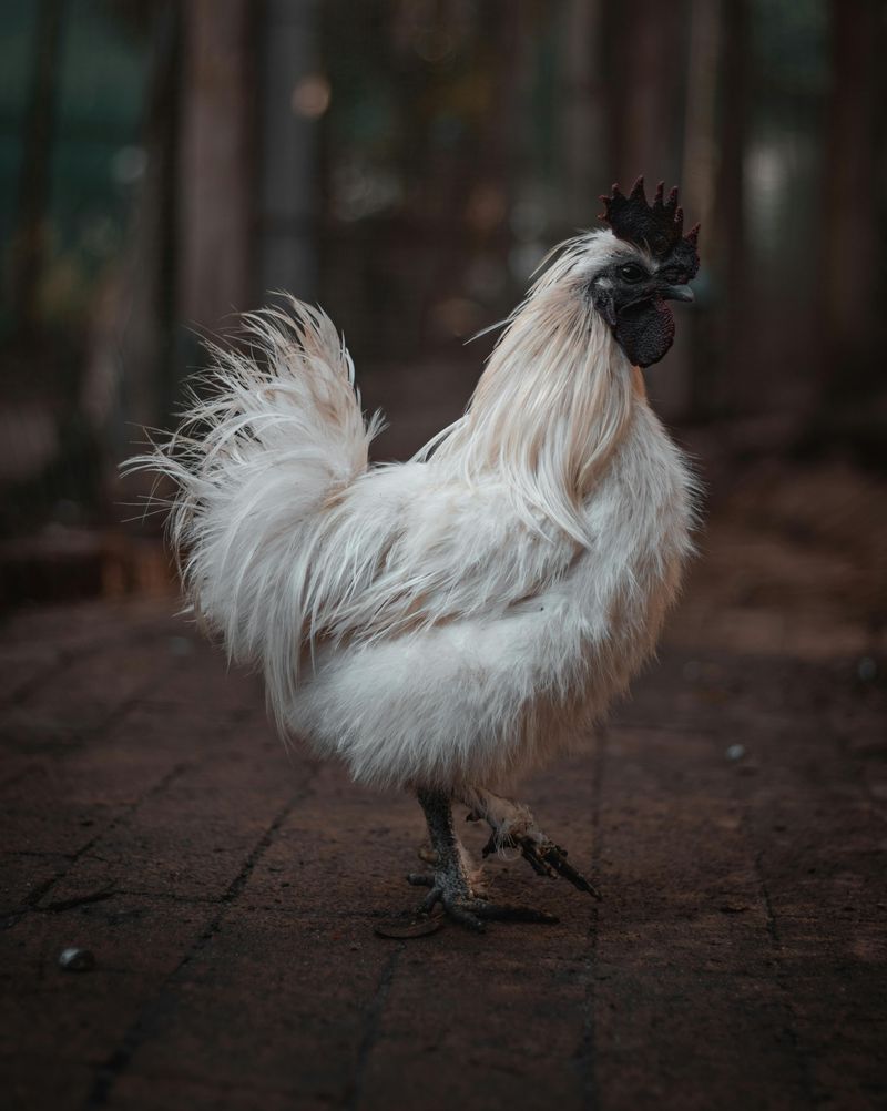 Silkie Bantam