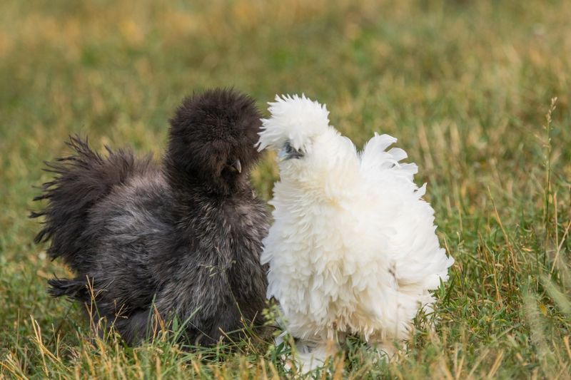 Silkie Chicken