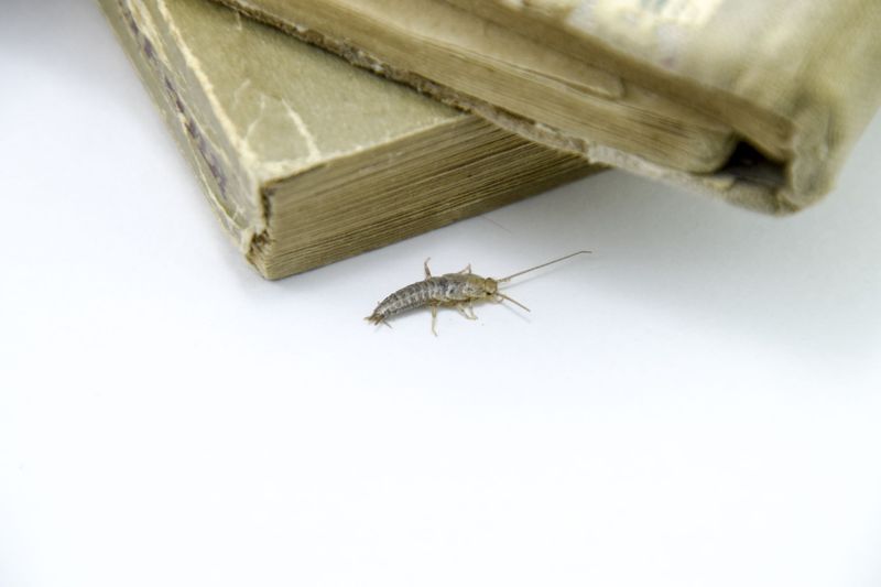 Silverfish