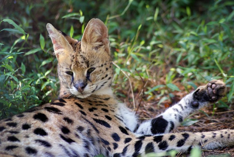 Simon the Serval