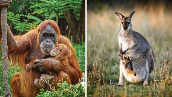 Single Parents of the Wild: 18 Species Raising Babies Solo