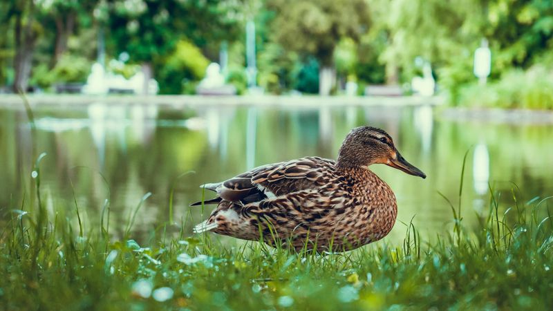 Sir Quackles the Duck