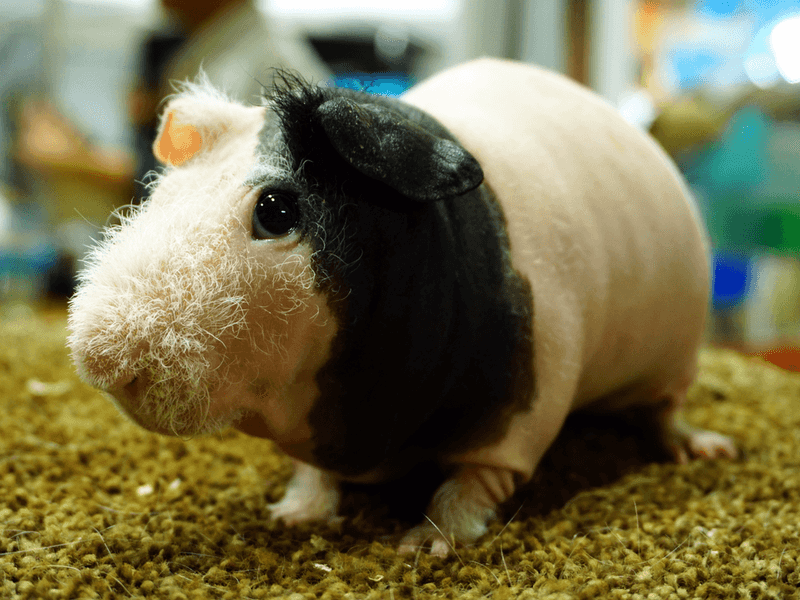 Skinny Pig