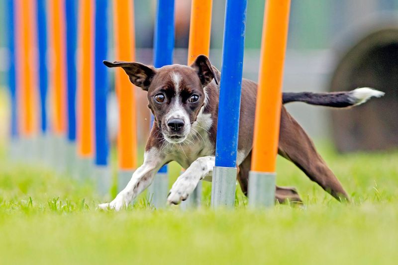 Skipping Puppy Classes