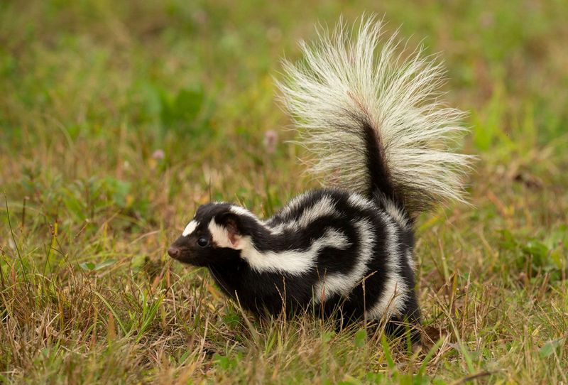 Skunk