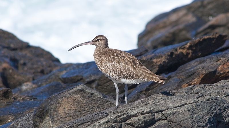 Slender-billed Curlew