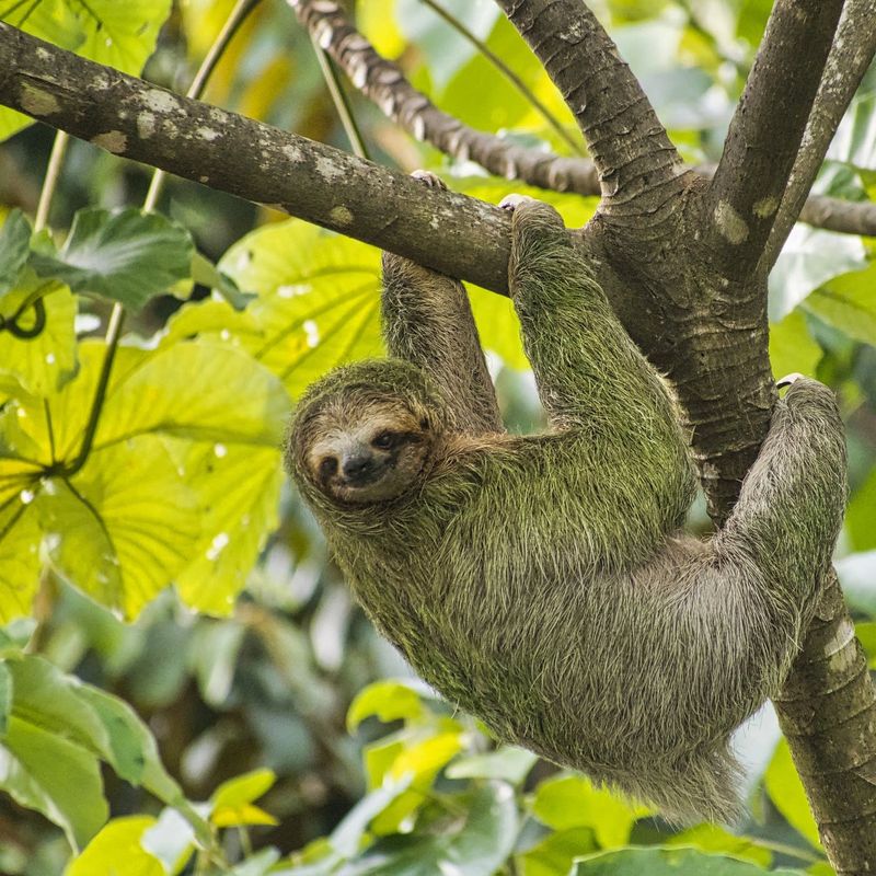 Sloth