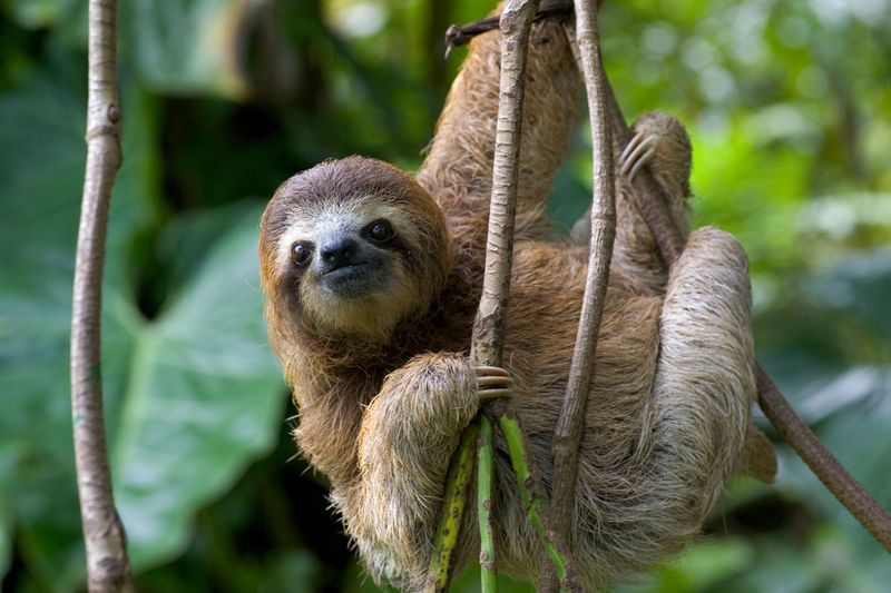 Sloth's Energy Conservation