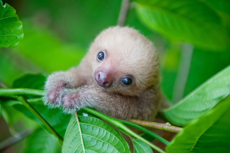 Sloth Baby