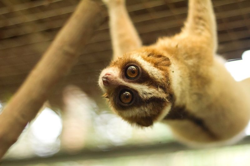 Slow Loris