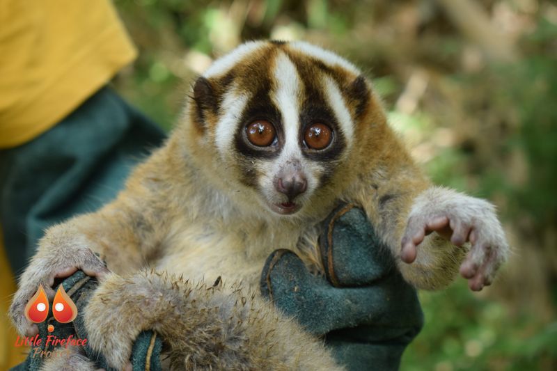 Slow Loris