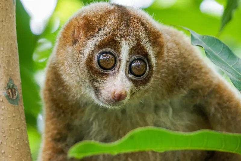 Slow Loris