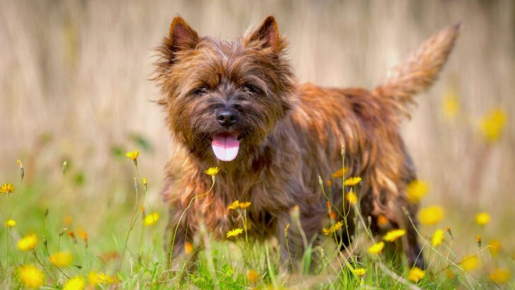 Small Terrier Breeds That Think They Rule the World