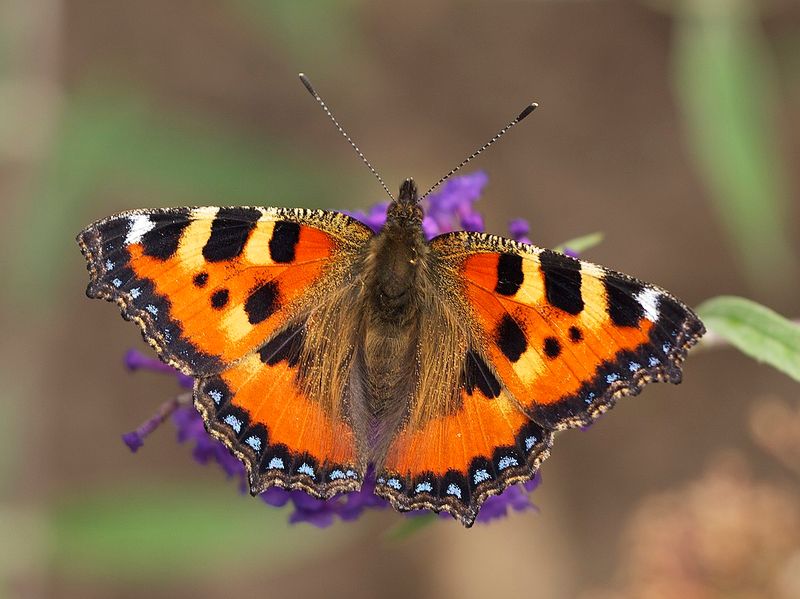 Small Tortoiseshell