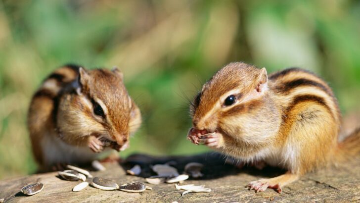 15 Smells That Make Squirrels and Chipmunks Disappear for Good