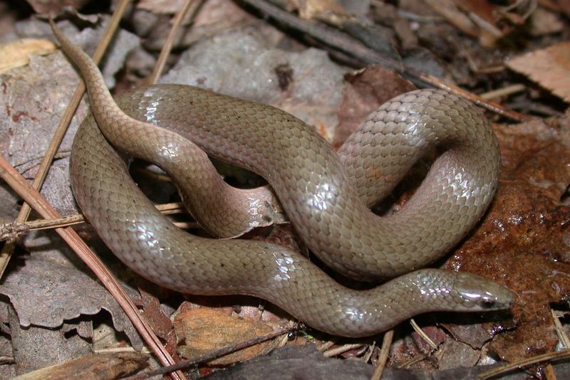 Smooth Earth Snake