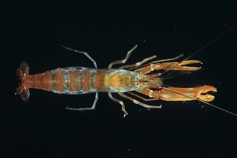 Snapping Shrimp