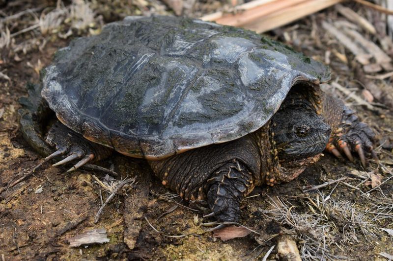 Snapping Turtles