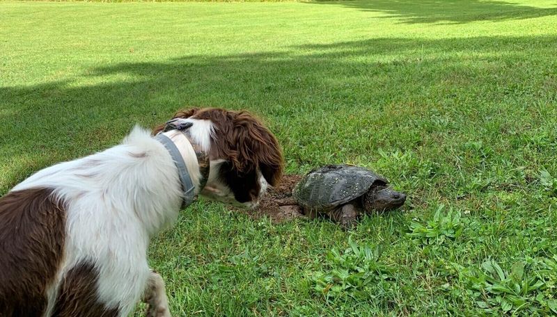 Snapping Turtles